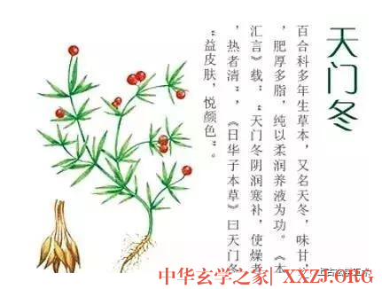 道家服食术与容颜不老 【服饵】 道家服食术与容颜不老 【服饵】
