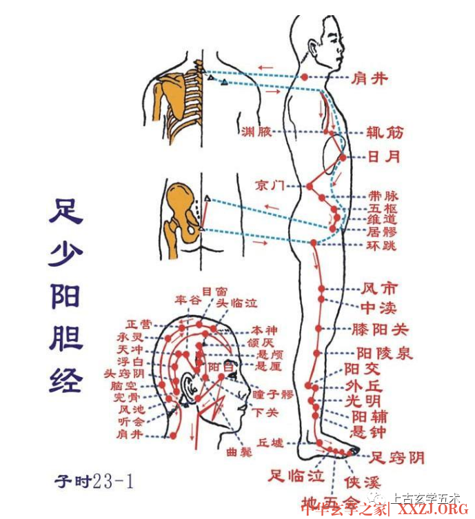 《黄帝内经·灵枢》-脉度第十七【针灸】 《黄帝内经·灵枢》-脉度第十七【针灸】