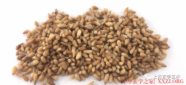 五仁丸【方药】