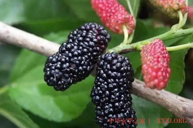 经常熬夜失精血，吃点桑葚补血滋阴