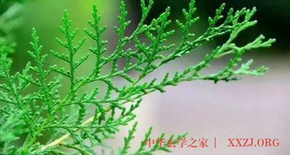 应对发白脱发,中医有妙招 应对发白脱发,中医有妙招
