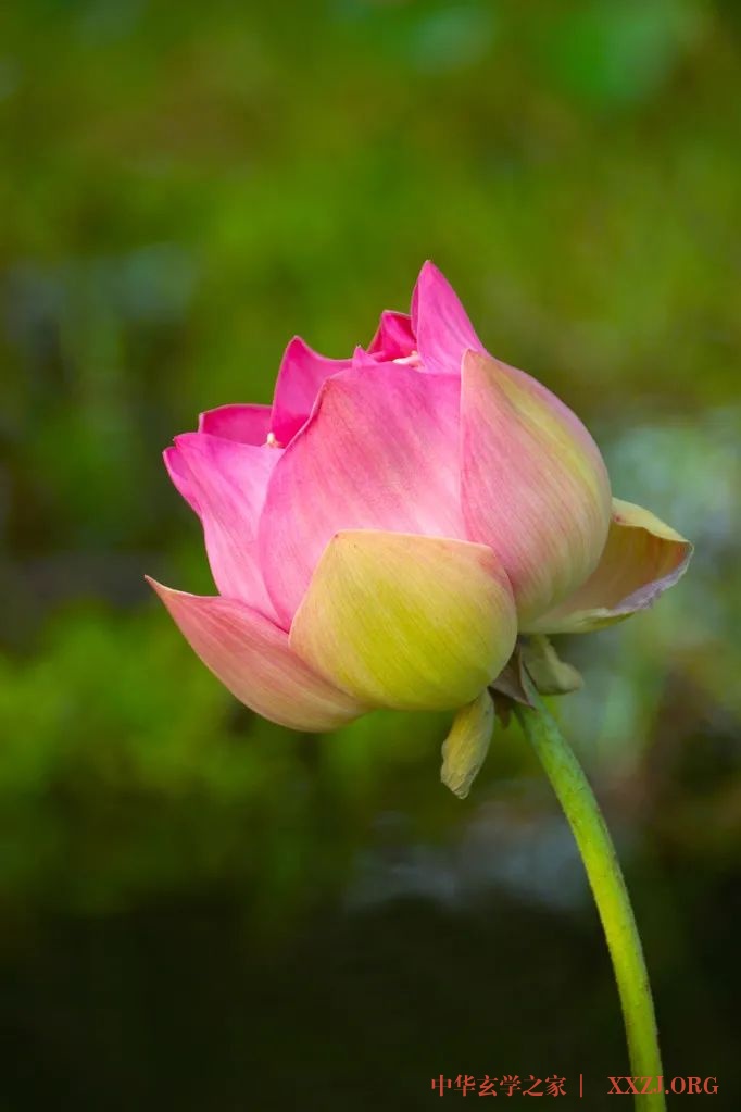 心似莲花开——《夏雨风荷》(好美!) 心似莲花开——《夏雨风荷》(好美!)
