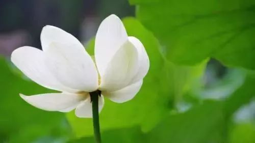 60首超好听的佛歌，随喜转发，功德无量