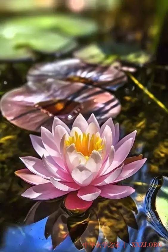 禅里开出了一朵莲花…(美醉了) 禅里开出了一朵莲花…(美醉了)