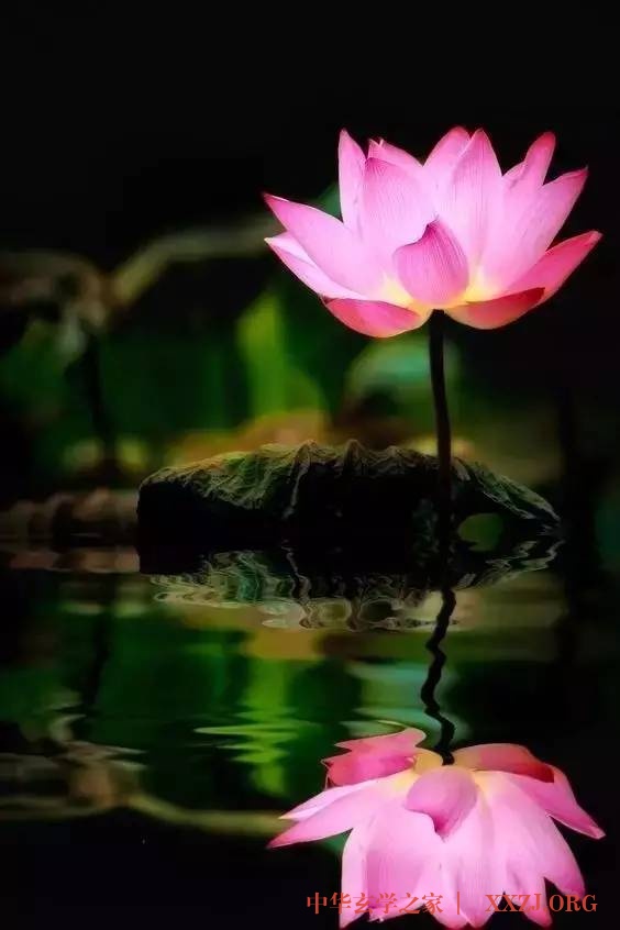 禅里开出了一朵莲花…(美醉了) 禅里开出了一朵莲花…(美醉了)