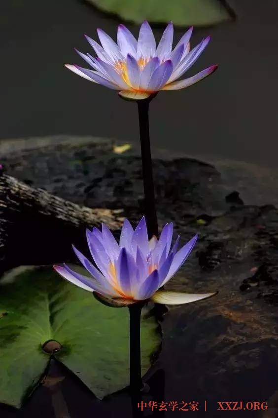 禅里开出了一朵莲花…(美醉了) 禅里开出了一朵莲花…(美醉了)