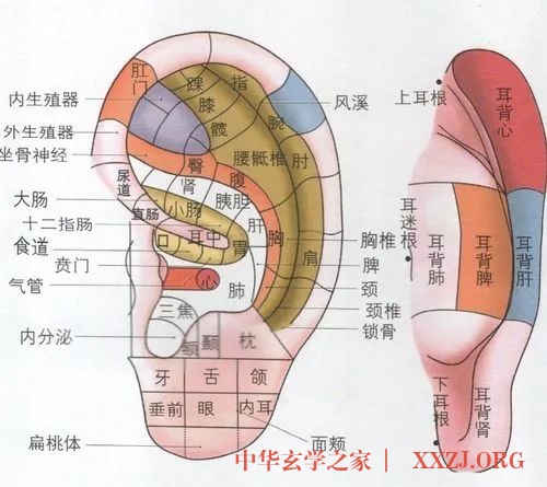 入冬后这样揉耳朵让肾气凌人、气血通畅! 入冬后这样揉耳朵让肾气凌人、气血通畅!