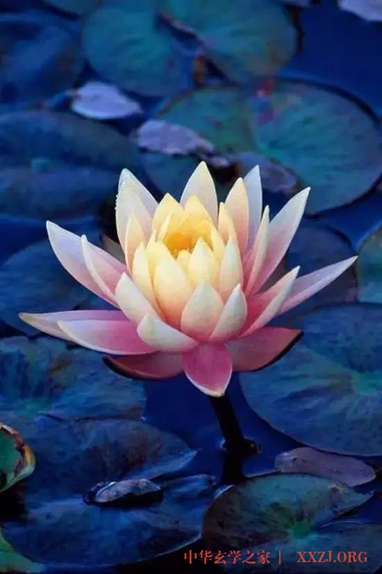 禅里开出了一朵莲花…(美醉了) 禅里开出了一朵莲花…(美醉了)