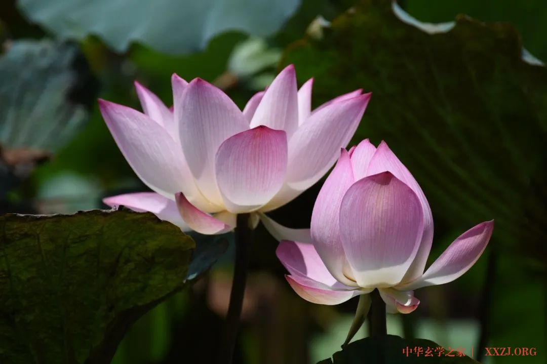 心似莲花开——《夏雨风荷》(好美!) 心似莲花开——《夏雨风荷》(好美!)