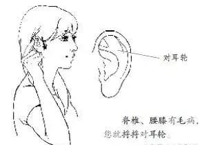 耳部养生法:常揉六处,延年益寿 耳部养生法:常揉六处,延年益寿