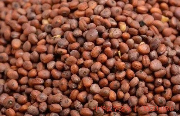 泡脚水里撒把“药”，抵御寒潮效果好！