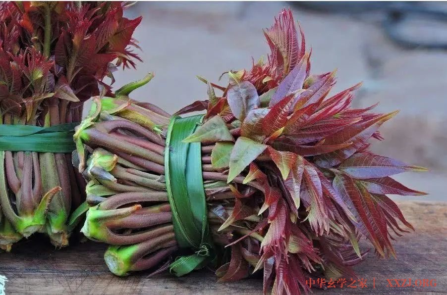 “树上的蔬菜，舌尖上的春味”，教您椿芽健康吃法！