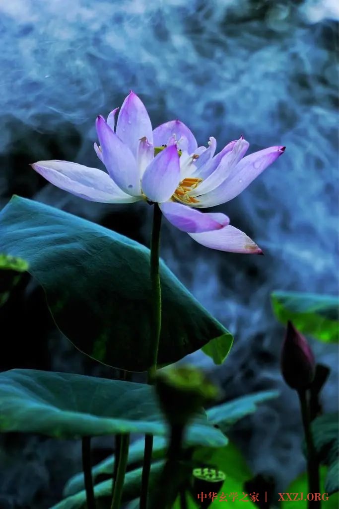 心似莲花开——《夏雨风荷》(好美!) 心似莲花开——《夏雨风荷》(好美!)
