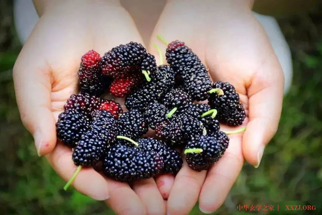 经常熬夜失精血，吃点桑葚补血滋阴