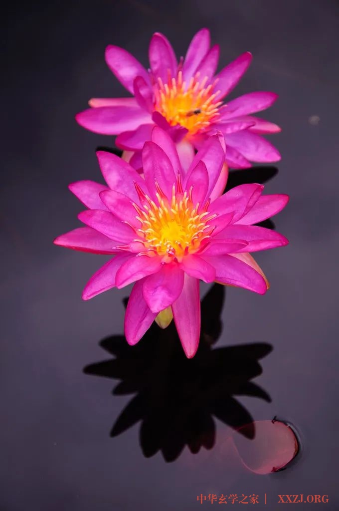 心似莲花开——《夏雨风荷》(好美!) 心似莲花开——《夏雨风荷》(好美!)