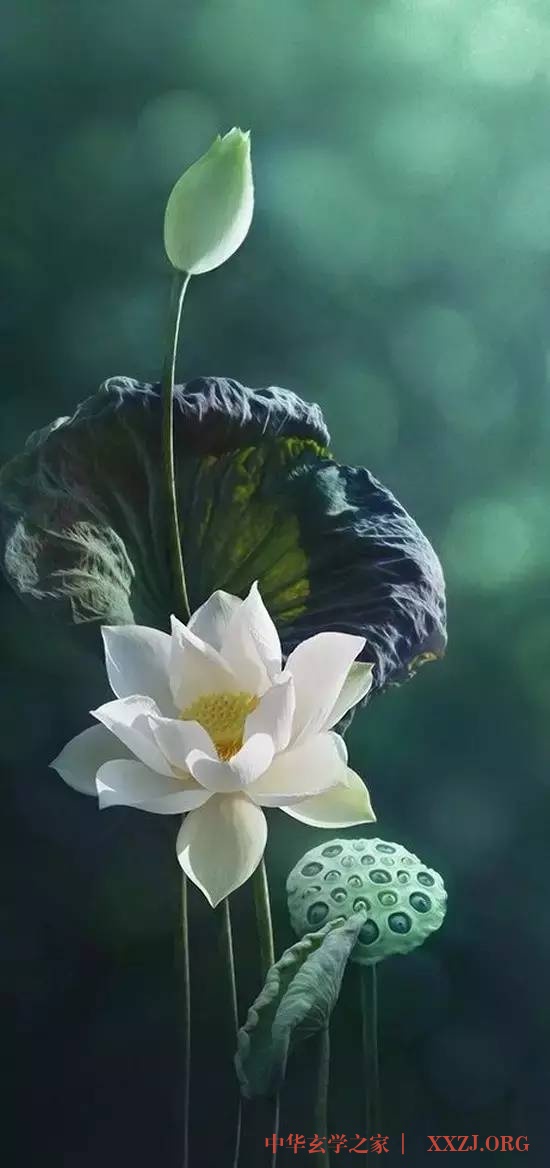 禅里开出了一朵莲花…(美醉了) 禅里开出了一朵莲花…(美醉了)