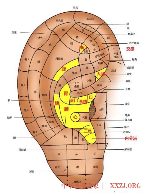 耳部养生法:常揉六处,延年益寿 耳部养生法:常揉六处,延年益寿