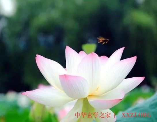 每日一禅：一朝一夕皆来生