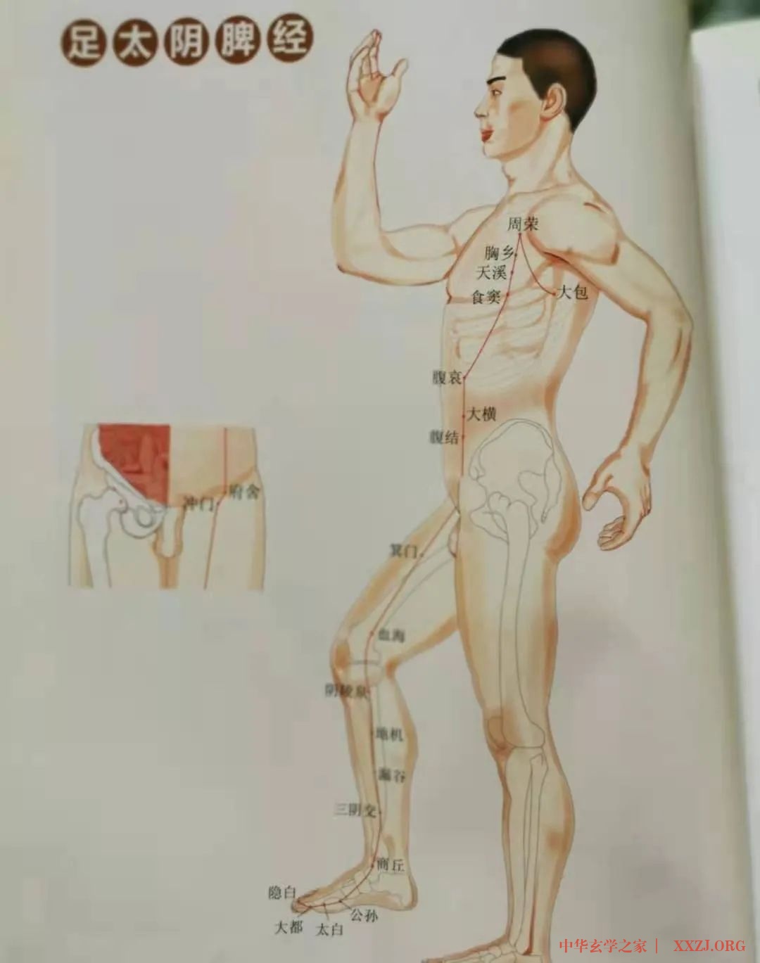 保持身体健康的秘诀：通胃经、补脾经、摩关元