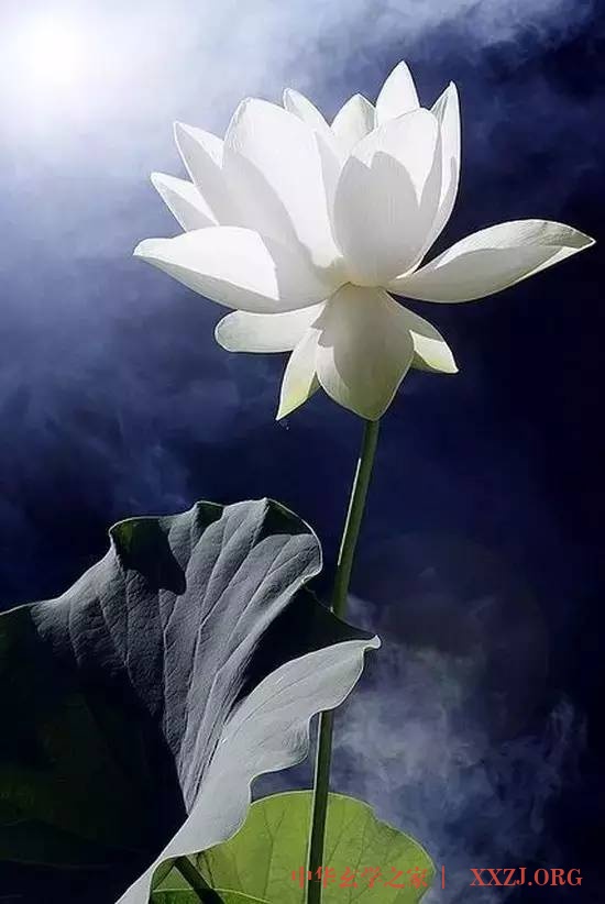 禅里开出了一朵莲花…(美醉了) 禅里开出了一朵莲花…(美醉了)