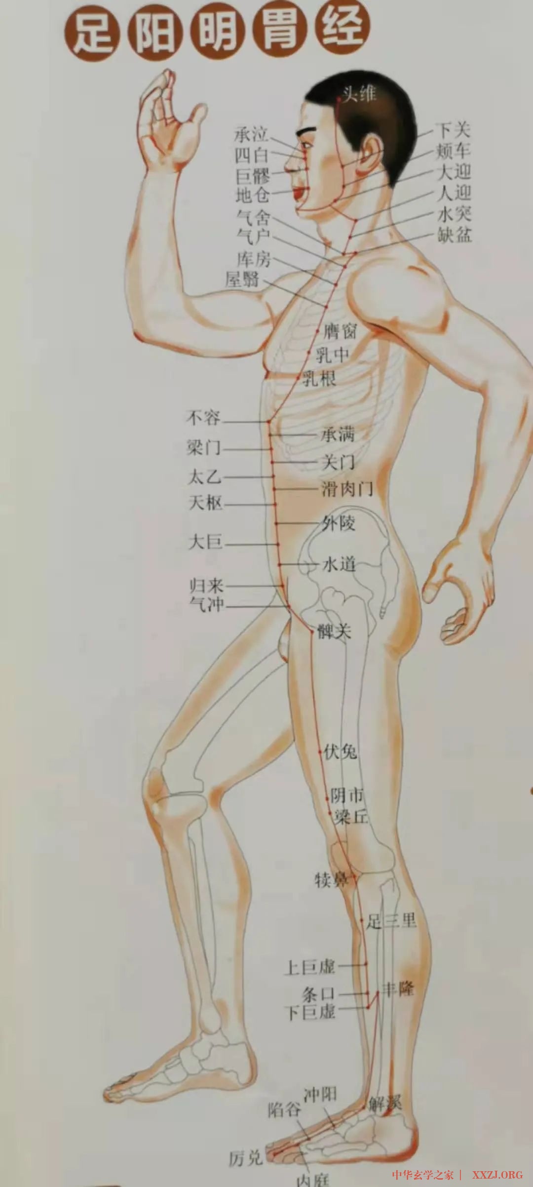 保持身体健康的秘诀：通胃经、补脾经、摩关元
