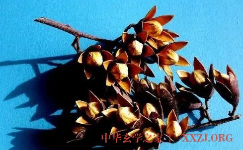 “树上的蔬菜，舌尖上的春味”，教您椿芽健康吃法！