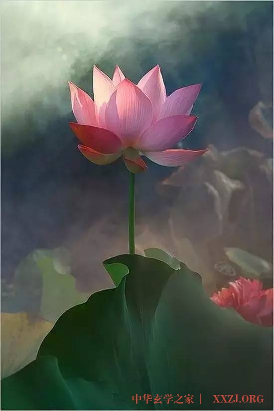 禅里开出了一朵莲花…(美醉了) 禅里开出了一朵莲花…(美醉了)