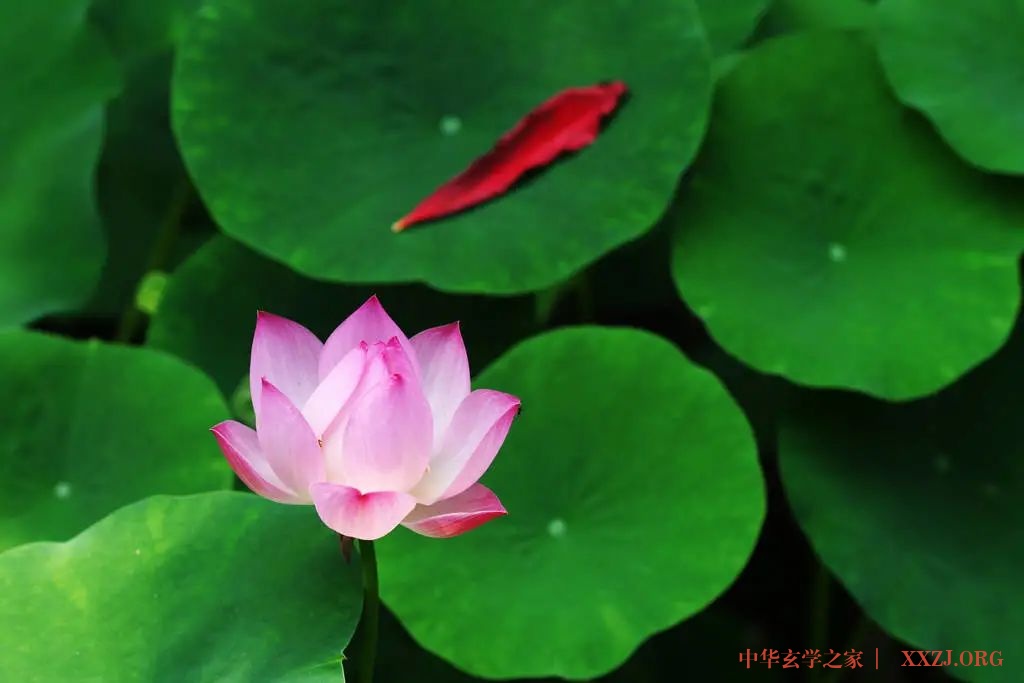 心似莲花开——《夏雨风荷》(好美!) 心似莲花开——《夏雨风荷》(好美!)