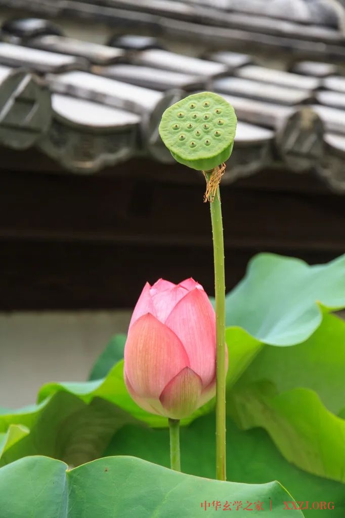 心似莲花开——《夏雨风荷》(好美!) 心似莲花开——《夏雨风荷》(好美!)