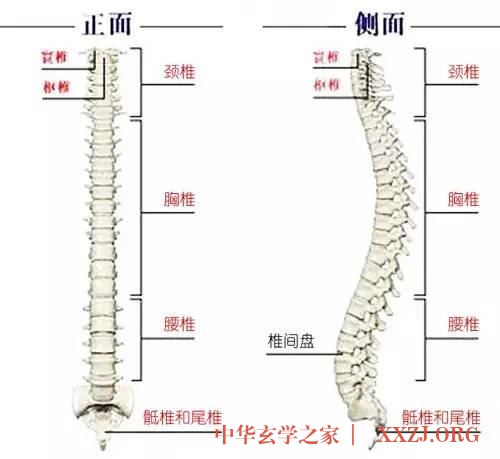 踏步摇头法：调整脊椎、打通督脉、生发阳气