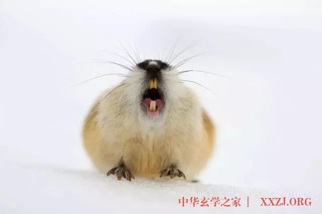 一位挪威癌症病人在追随旅鼠奔向死亡的旅途中,顿悟了生命的真谛…… 一位挪威癌症病人在追随旅鼠奔向死亡的旅途中,顿悟了生命的真谛……