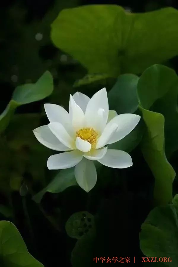 60首超好听的佛歌，随喜转发，功德无量