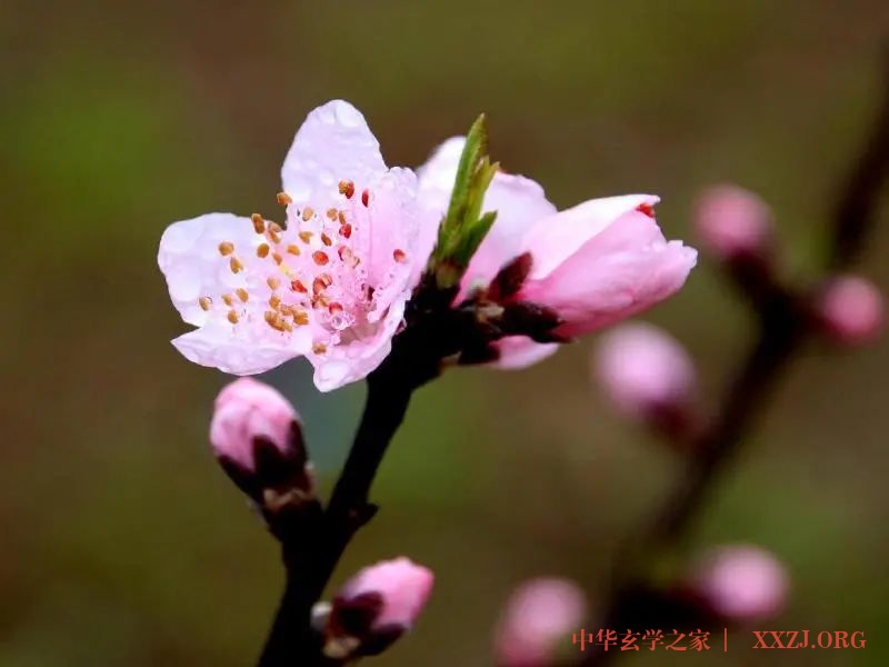 应对发白脱发,中医有妙招 应对发白脱发,中医有妙招