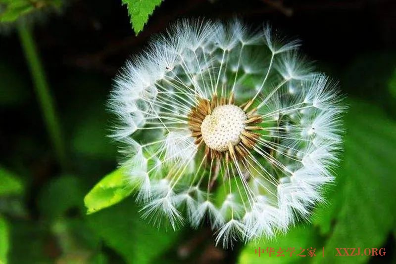“药草皇后”蒲公英,养阴凉血、清除湿热(内附四个茶饮方) “药草皇后”蒲公英,养阴凉血、清除湿热(内附四个茶饮方)