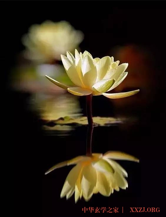 禅里开出了一朵莲花…(美醉了) 禅里开出了一朵莲花…(美醉了)