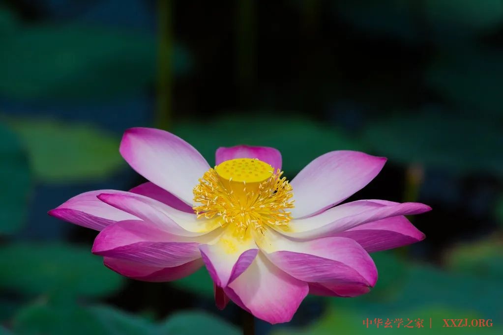 心似莲花开——《夏雨风荷》(好美!) 心似莲花开——《夏雨风荷》(好美!)