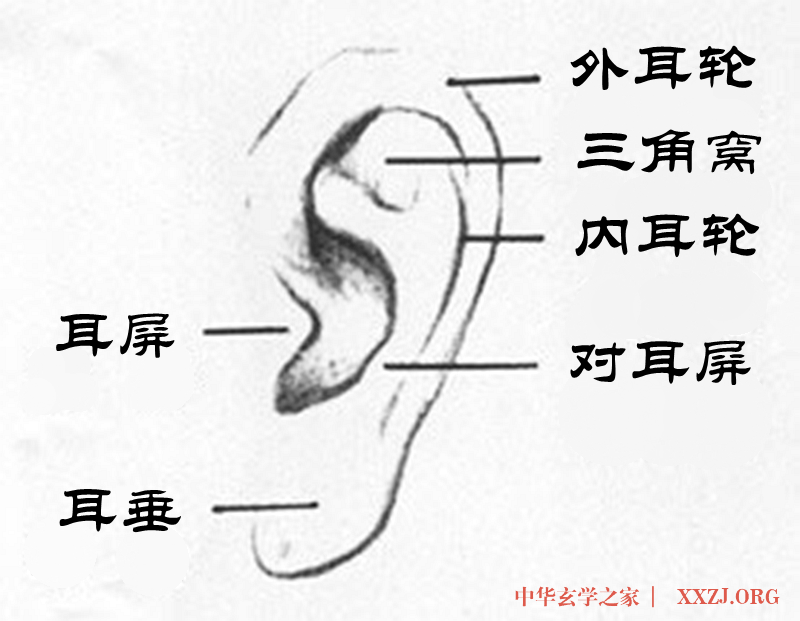 入冬后这样揉耳朵让肾气凌人、气血通畅! 入冬后这样揉耳朵让肾气凌人、气血通畅!